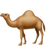 Hump 🐪 Days